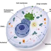 Biology topic 2- Cells