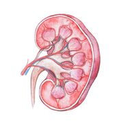 Renal