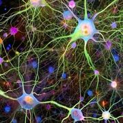 BIO 3.1 Exchange And Transport