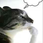 Intro to cognitive psychology