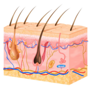 5º_1º EM2 ☛ Dermatologia