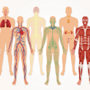 PSL107 - Principes de physiologie