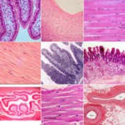 DMV1103 - Histologie
