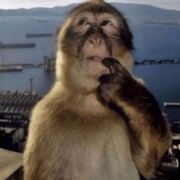 Sociology - gender roles, domestic labour & power relationships