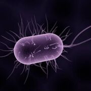 Bacteriologie