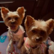 Anesthesia Pharm Spring26