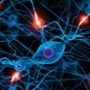 Central Synapses