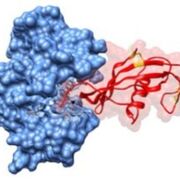 Métabolisme et enzymologie