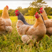 Anatomie et physiologie animales SAN-1001 alh