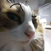 Molekyylibiologia ja geenitekniikka