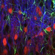 NSC cell 2