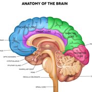 5.1 Neurological System