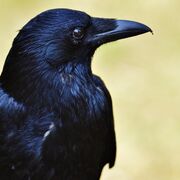 Chemistry A Level OCR