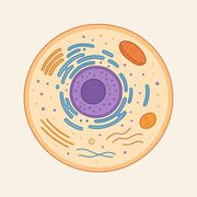 Structure et expression du génome eucaryote