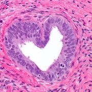 Histologia