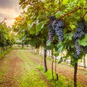 Master Sommelier Theory October 2026