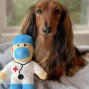 Health Assessment Spring 26