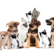 Élevage Des Petits animaux