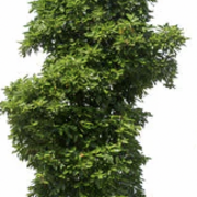 Henry VIII - domestic and consolidation of power