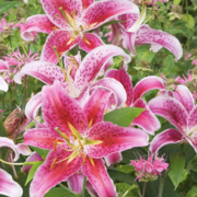 JR ENVIRONNEMENT INTERNE