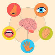 Système organes sensoriels et respiratoires