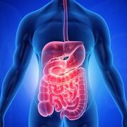 MED-1207 - Système digestif - Examen 1