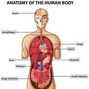 Laboratoire d'anatomie