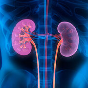 MED-1208 - Système urinaire - Examen 1