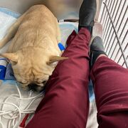 S4: Anest & dentisterie