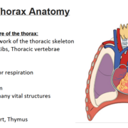 Applied imaging - anatomy + physiology