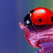 Final Exam Grade 12 Biology