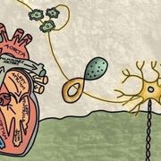 Lewenswetenskappe Gr. 10