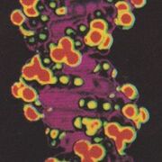 BIOS2910 - Molekylær