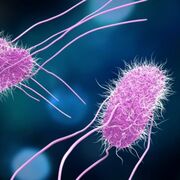 Glosario Bacterias 2026-1