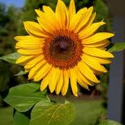 Individual differences