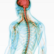 PHA-2152 - Systèmes nerveux II
