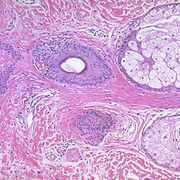 histologie