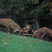 Hormones and Behavior