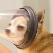 Anesthesia Pharmacology Spring 26