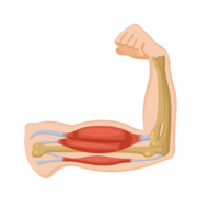 MED-1221 (Locomoteur) - Examen 1 (Charles)