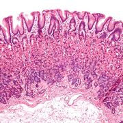 Histologia