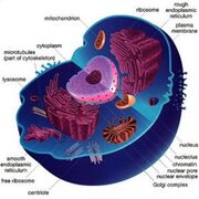 Topic 2 - Cells