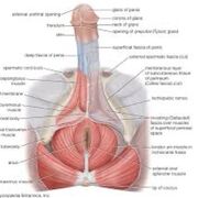 Biologie 2 (Exam 2)