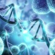 Biology—Topic 6—Inheritance, Variation, and Evolution 🦠