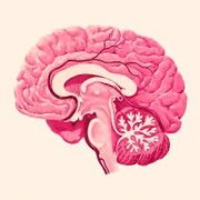 PHA-2152 - Médicaments du système nerveux II