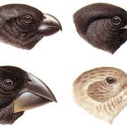 English language variation