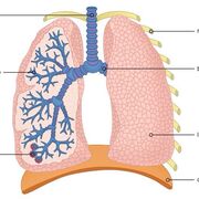 Topic 3 - Gas Exchange