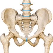 Anatomie - Quad. Inf.