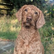 Anatomy & Physiology Block 5 Repro & Immune