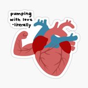 518 Cardiovascular System I